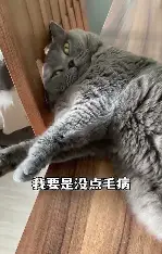 猫咪视频